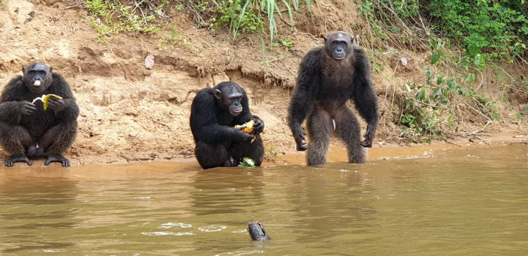 Réserve de Biodiversité du DJA